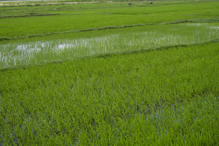白昼中绿色的稻田。稻谷收成。水季稻田的美丽梯田和灌溉。农业。