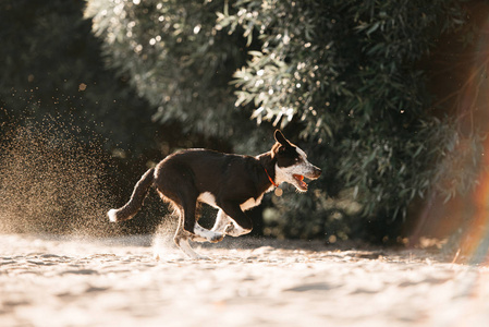 日出时快乐的边境牧羊犬在沙滩上奔跑