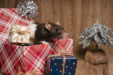 老鼠是2020年新年的象征坐在盒子上。新年心情。圣诞节卡。新的快乐年。格雷老鼠看着礼品盒。