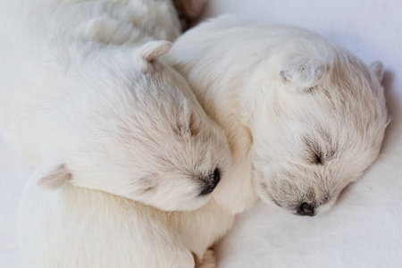两只睡着的白小狗照片