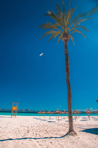 在热带海滩度假。棕榈树，蓝天。西班牙穆罗广场