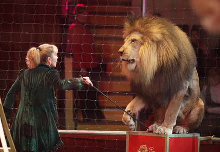 马戏团中驯狮师的表演.照片