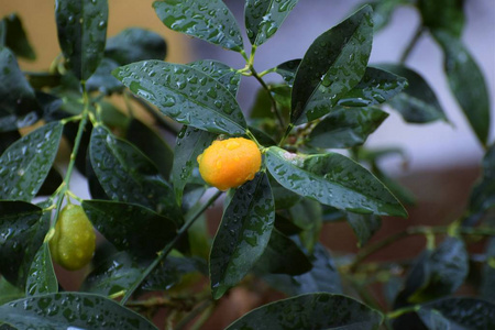 特写镜头 季节 水果 夏天 种植园 柑橘 维生素 柠檬 春天