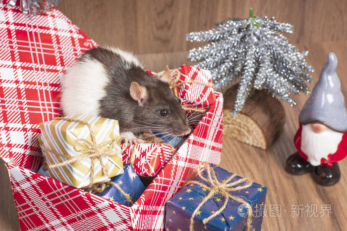 老鼠是新年的象征。一只可爱的老鼠坐在装有礼物的盒子里庆祝新的礼物年。现在为了老鼠的新年。中国新年标志