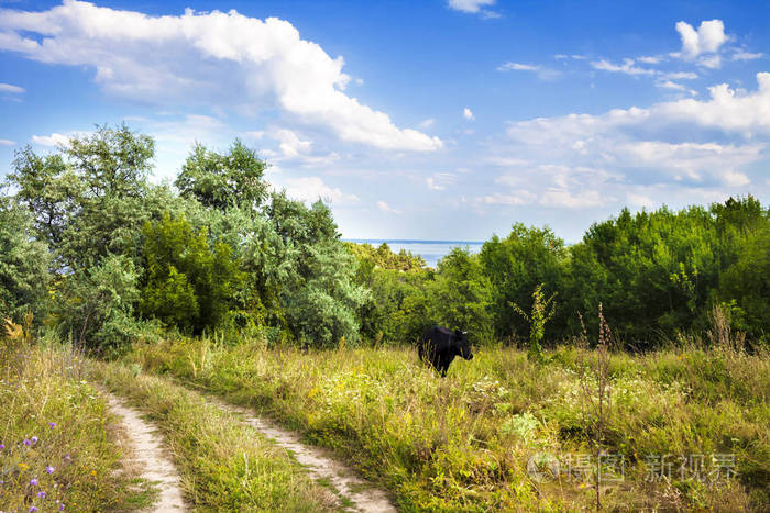 Beautiful countryside landscape with black cow in sunny day 