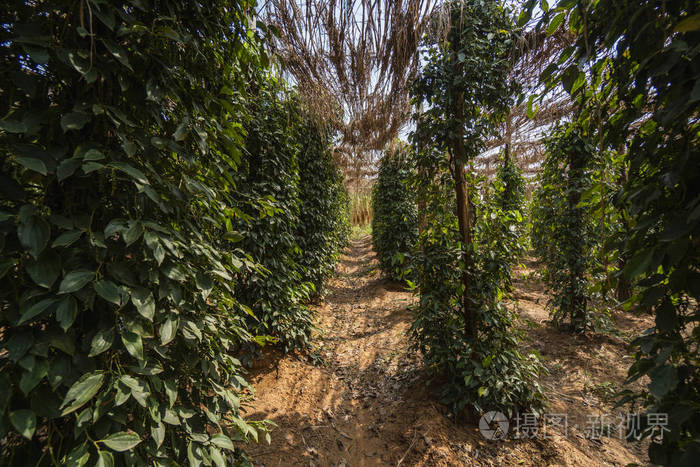 亚洲种植的黑胡椒植物 树上成熟的青椒 热带国家的农业 晒干前在树上撒胡椒粉 照片 正版商用图片26qfqj 摄图新视界