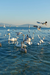 池塘 动物 海鸥 航班 风景 海岸 海洋 鸭子 海湾 翅膀