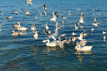 海洋 旅游业 自然 反射 夏天 动物 海鸥 假期 海湾 美丽的