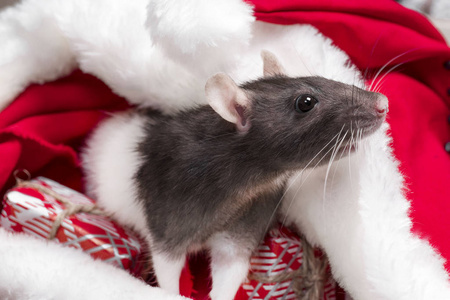 可爱的老鼠坐在圣诞老人的帽子里。2020年新年的象征。老鼠。新年概念，鼠内圣诞帽，红色礼盒