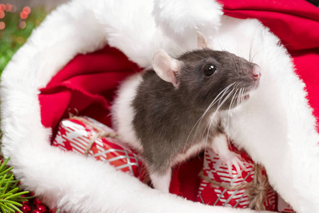 可爱的白色家鼠在新年装饰。一只可爱的老鼠坐在圣诞老人的帽子里，旁边是装满礼物和新年礼物的盒子装饰。年份可爱的老鼠。老鼠特写。日历
