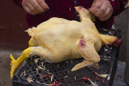 拔毛时的生鸡尸体.无头鸟使女人准备分居.照片