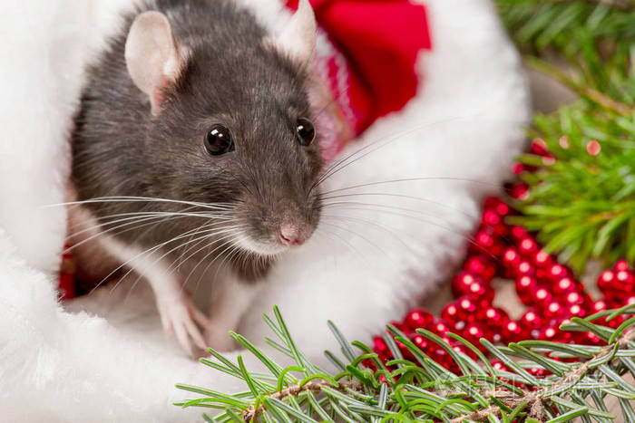 老鼠是2020年的象征.