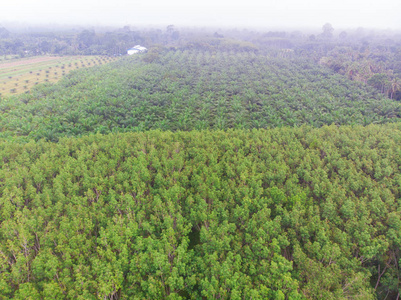 油棕种植树热带森林农业产业照片