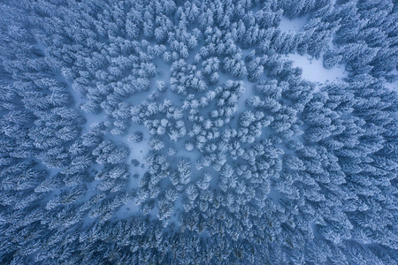 Winter forest with frosty trees, aerial view aerial drone view 