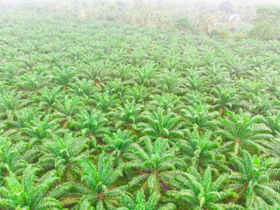 油棕种植树热带森林农业产业照片
