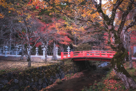 红桥和秋林在奥库宁公墓，和歌山，日本。