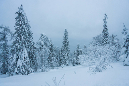 仙境 滑雪 暴风雪 旅行 季节 森林 童话 阳光 天气 场景
