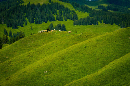 一小群奶牛在高山草甸吃草