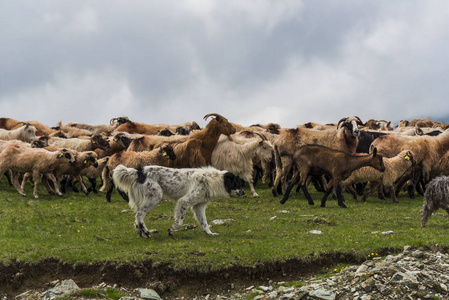 夏天 牛奶 领域 羊毛 天空 农场 乡村 哺乳动物 放牧