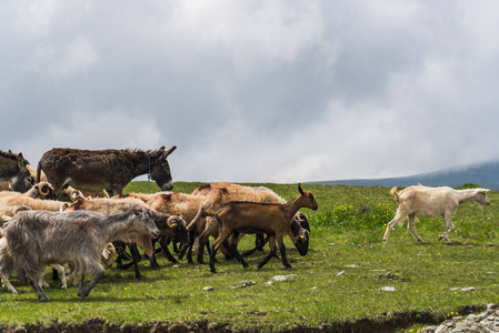 领域 旅行 风景 自然 奥地利 天空 乡村 动物 牧场 哺乳动物