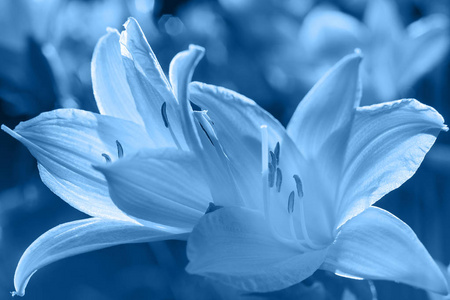 蓝色百合花的寓意图片