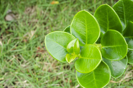 车前 小行星 厚的 短的 分支 灌木 外部 植物 产品 大花