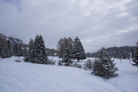 自然 美丽的 旅游业 天气 木材 天空 寒冷的 滑雪 风景