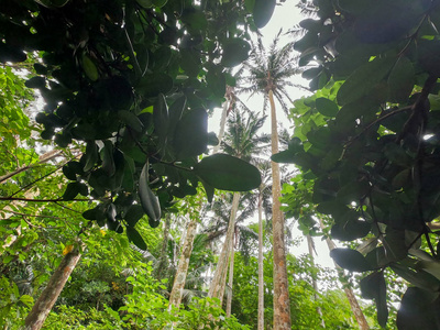 环境 自然 分支 植物 夏天 春天 森林 冲绳 美丽的