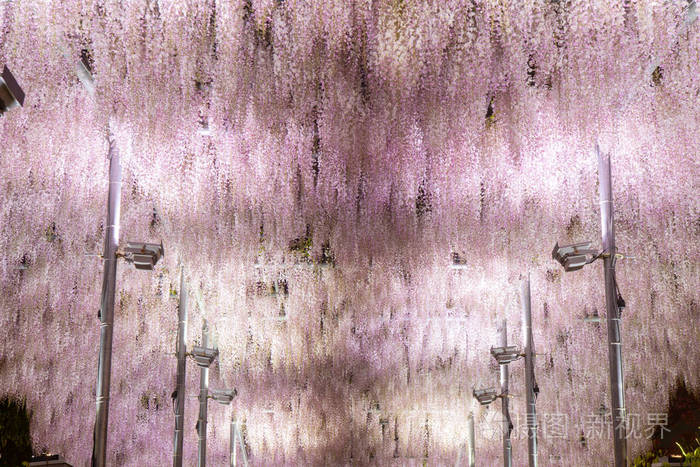 美丽的风景白色日本紫藤花树在晚上 阿什卡加 东京 日本照片 正版商用图片26qyj5 摄图新视界