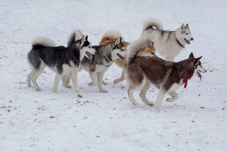 四只西伯利亚哈士奇和秋田犬在冬季公园里玩耍。宠物动物。