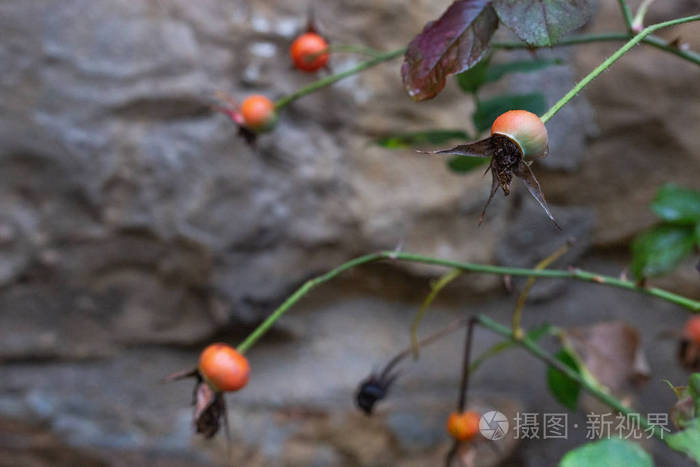 特写镜头 落下 集群 自然 植物 秋天 德文郡 树叶 玫瑰