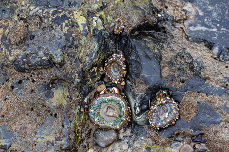 潮间带岩石上的三种海葵,有软体动物和海藻照片