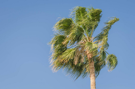 碧绿的棕榈树衬托着蓝天，自然蔚蓝