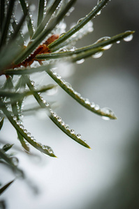 雨滴 生态学 植物区系 针叶树 花园 环境 自然 露水 滴下