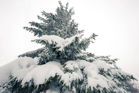 俯瞰美丽纤细的雪松