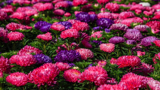 春天 秋天 纹理 花的 粉红色 美女 灌木 紫菀 植物 植物区系
