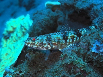 珊瑚 热带 蜥蜴 世界 潜水 自然 水下 动物 海洋
