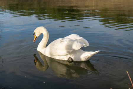 清晨，两只浪漫的白天鹅在湖边游泳。