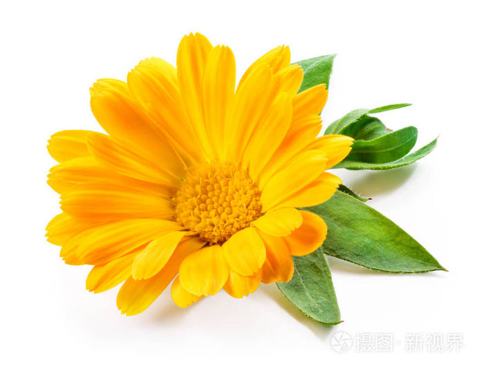 金盏花金盏花叶白色