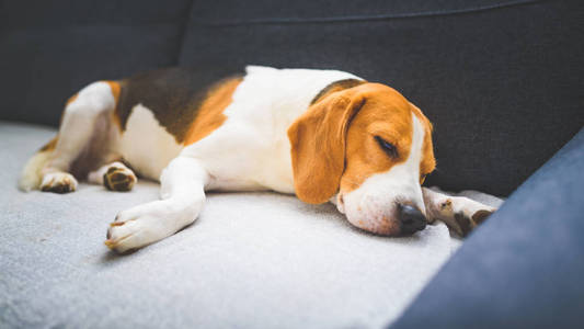 疲惫的小猎犬在明亮的房间里睡在舒适的沙发上。