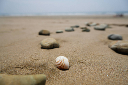 海天背景沙滩贝壳特写