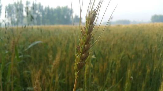 大麦地里大麦小穗或黑麦的特写镜头。