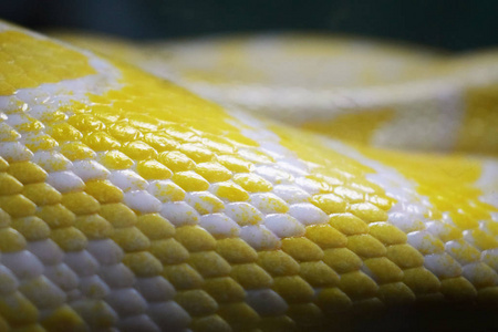 有白色条纹的活泼的黄蛇的皮.照片