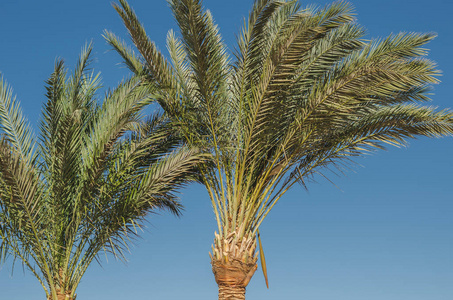 碧蓝的天空衬托下美丽的棕榈树