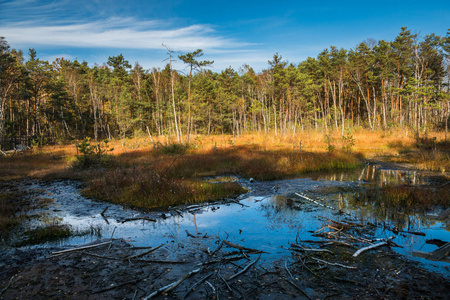 Gozdzikowe swamp at autumn near Celestynow, Masovia, Poland 