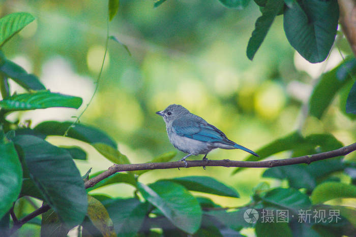 Sayaca tanager 