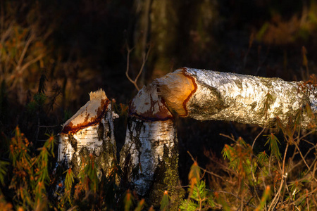 木材 树皮 野生动物 植物 动物 夏天 季节 颜色 特写镜头