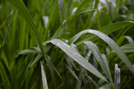 生长 草本植物 露水 植物 树叶 自然 夏天 新的