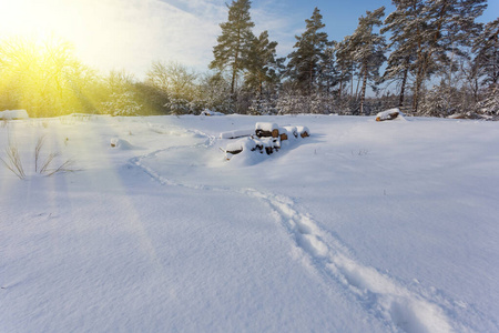 阳光 天空 射线 冷杉 环境 森林 风景 精彩的 季节 下雪