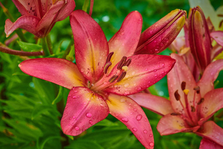 夏季百合花在阳光明媚的一天，雨滴在宏观拍摄